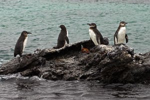 Galapagos Penguins