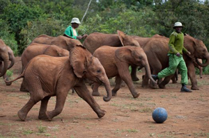 Orphan Elephants at Play