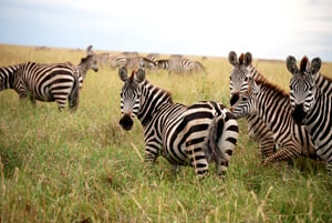 Zebra Herd