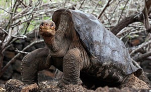 Lonesome George