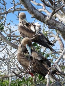 Galapagos Birds