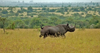 Ol Pejeta Rhino