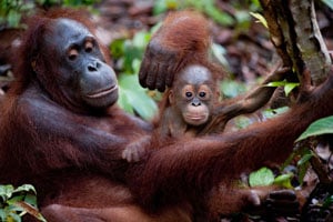 Orangutan and mother