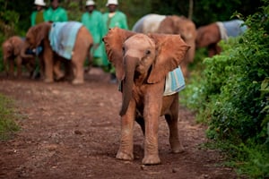 Elephant Orphans at Play