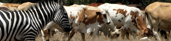 Ol Pejeta Cattle