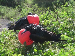 Frigate Bird