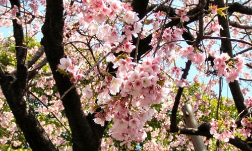 Cherry Blossoms