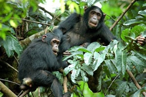 Mahale Chimp