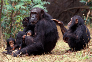 Ol Pejeta Chimps