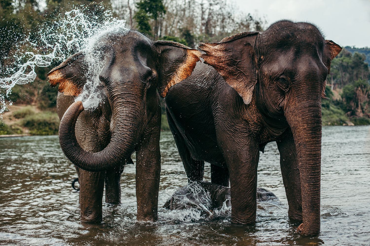 170707160223-mandalao-elephant-sanctuary-laos