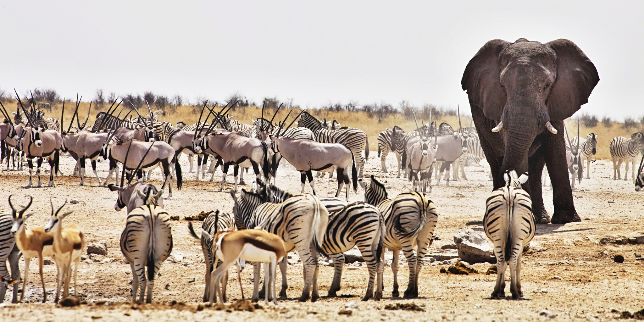 1740721765432_3-Days-Best-of-Namibia-Safari-in-Etosha-National-Park