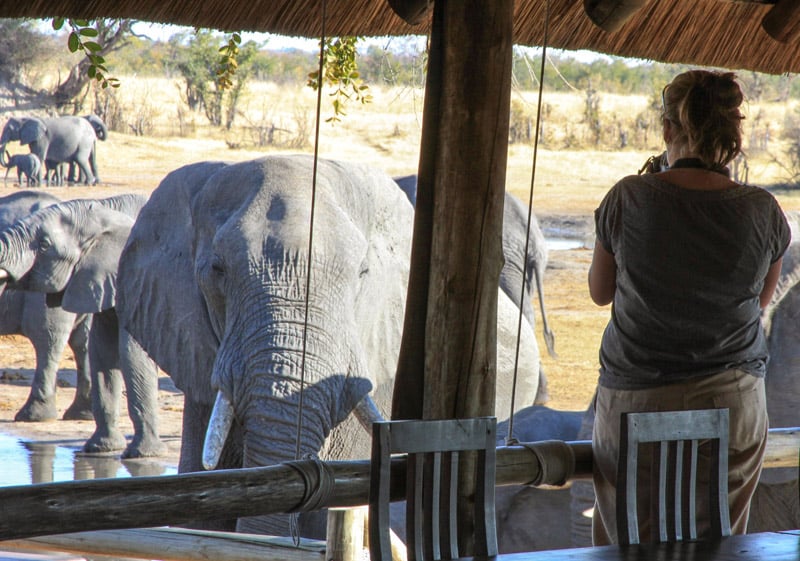 Nehimba  - Vanessa and the elephants