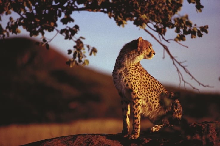 Cheetah at Africat Foundation.jpg