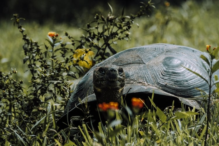 Close-up of a giant Galapagos tortoise