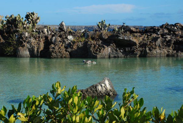 Darwin Bay Galapagos