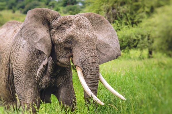 Elephant in Tarangire National Park