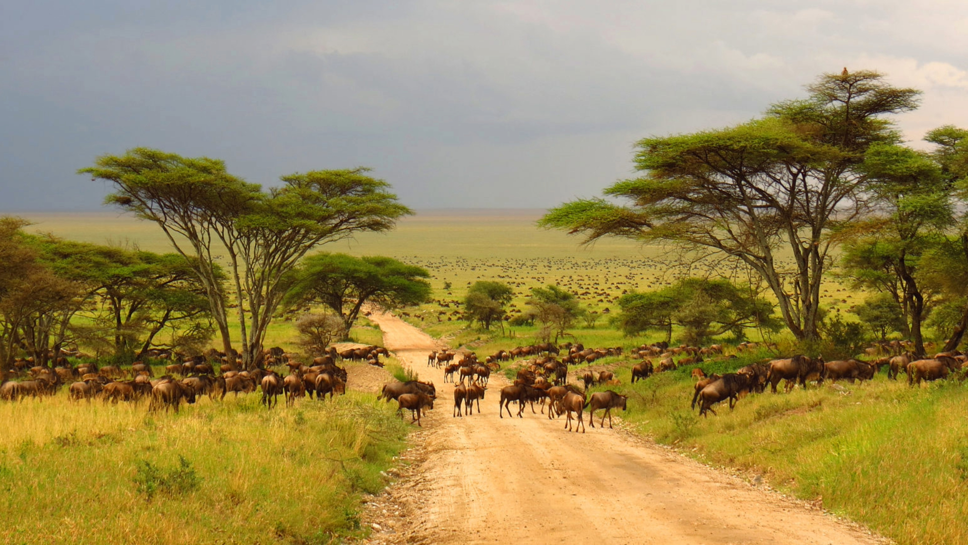 wildebeest-crossing-savannah-tanzania