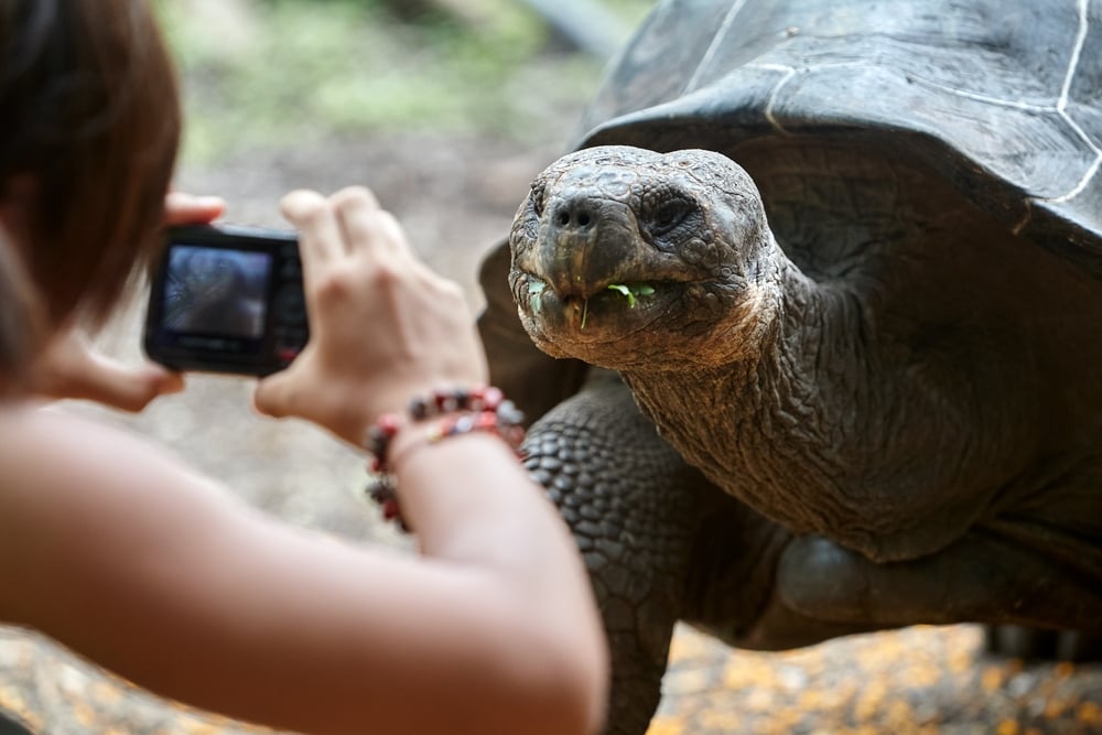 Giant tortoise photographed by a tourist visiting the Galápagos Islands