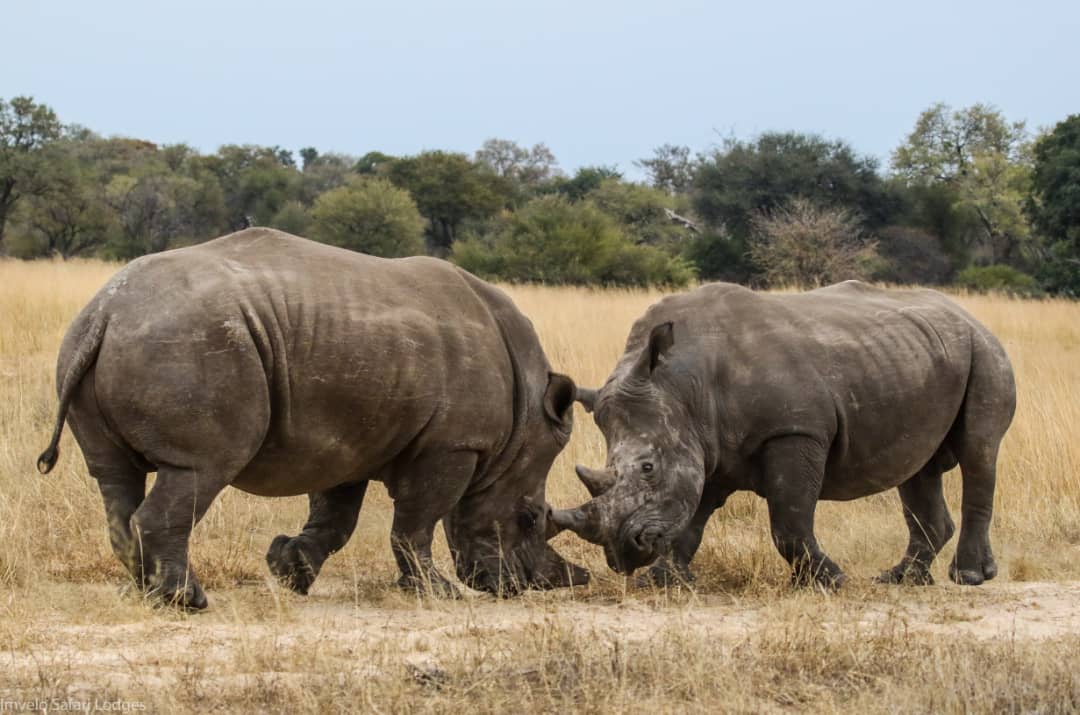 Imvelo Safari Lodges - CRCI - Thuza and Kusasa