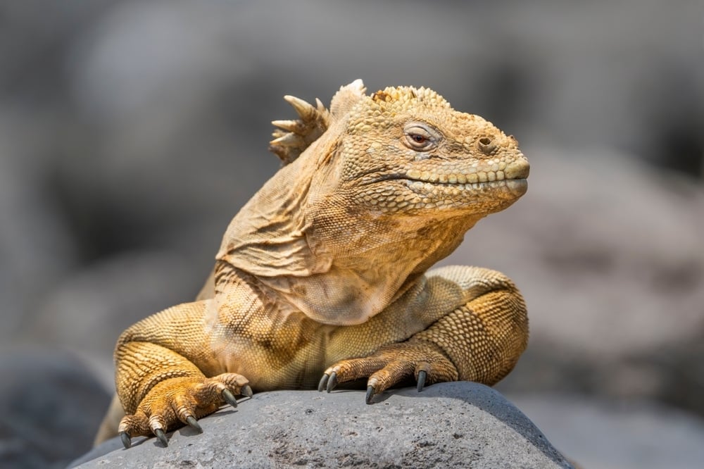Land iguana in the Galapagos Islands