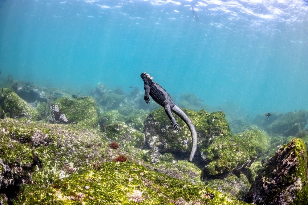 Marine iguana swimming in the Galápagos Islands