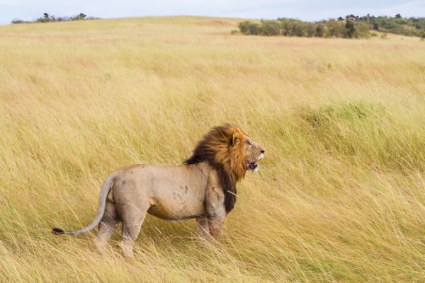 Masai Mara National Reserve