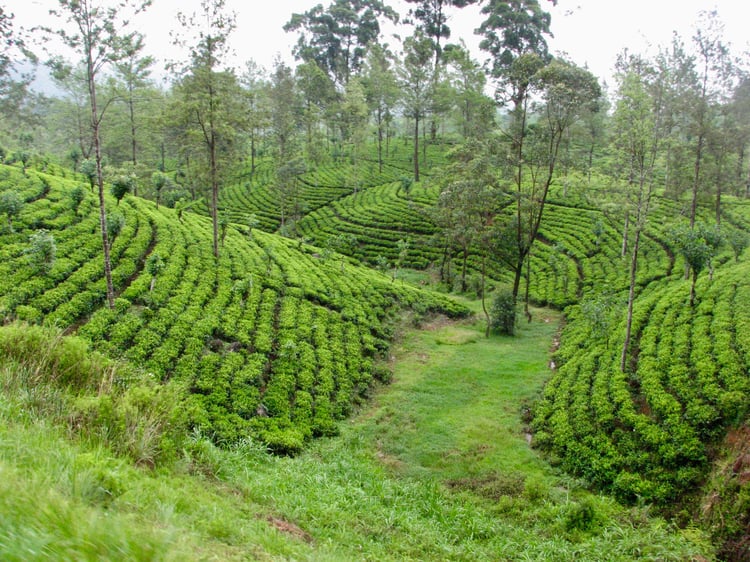 Nuwara Eliya Rice FieThings to Do In Sri Lanka_Image#7lds