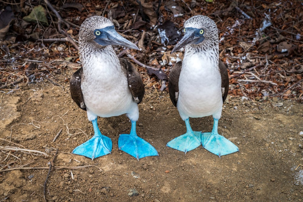Pair of blue footed boobies in the Galápagos Islands