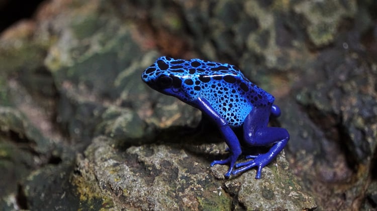 Poison Dart Frog