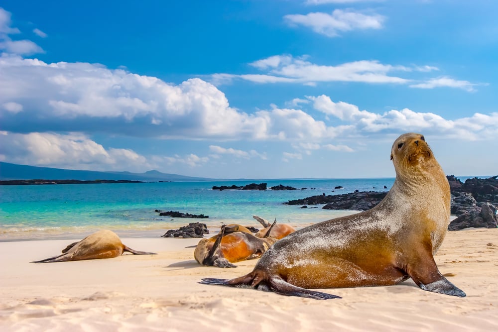 Sea lion on the beach in the Galapagos