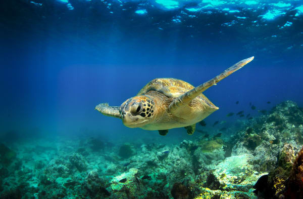 Snorkeling Galapagos