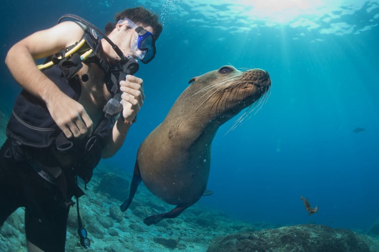 Snorkeling with a sea lion in the Galapagos Islands