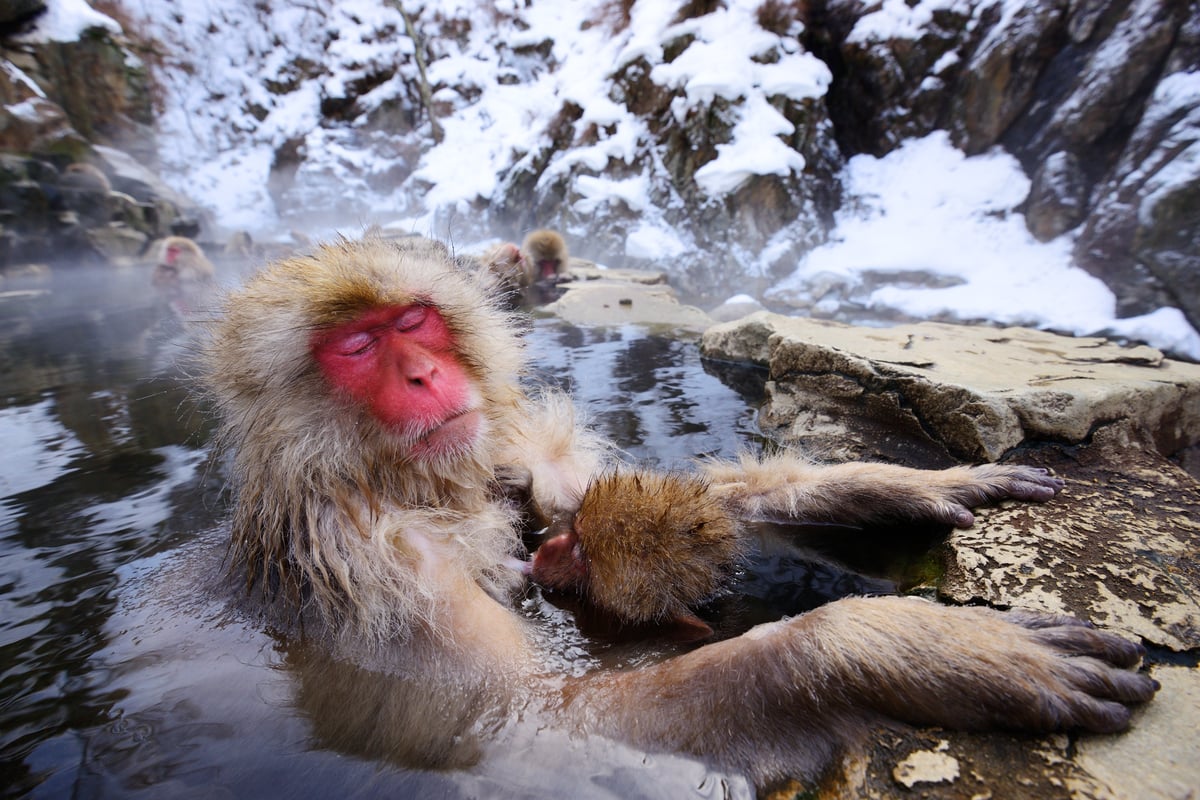 bigstock-A-Japanese-Macaque-relaxes-in--42056761-2.jpg