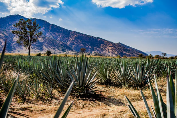 bigstock-Amazing-View-Of-An-Blue-Agave--282501760