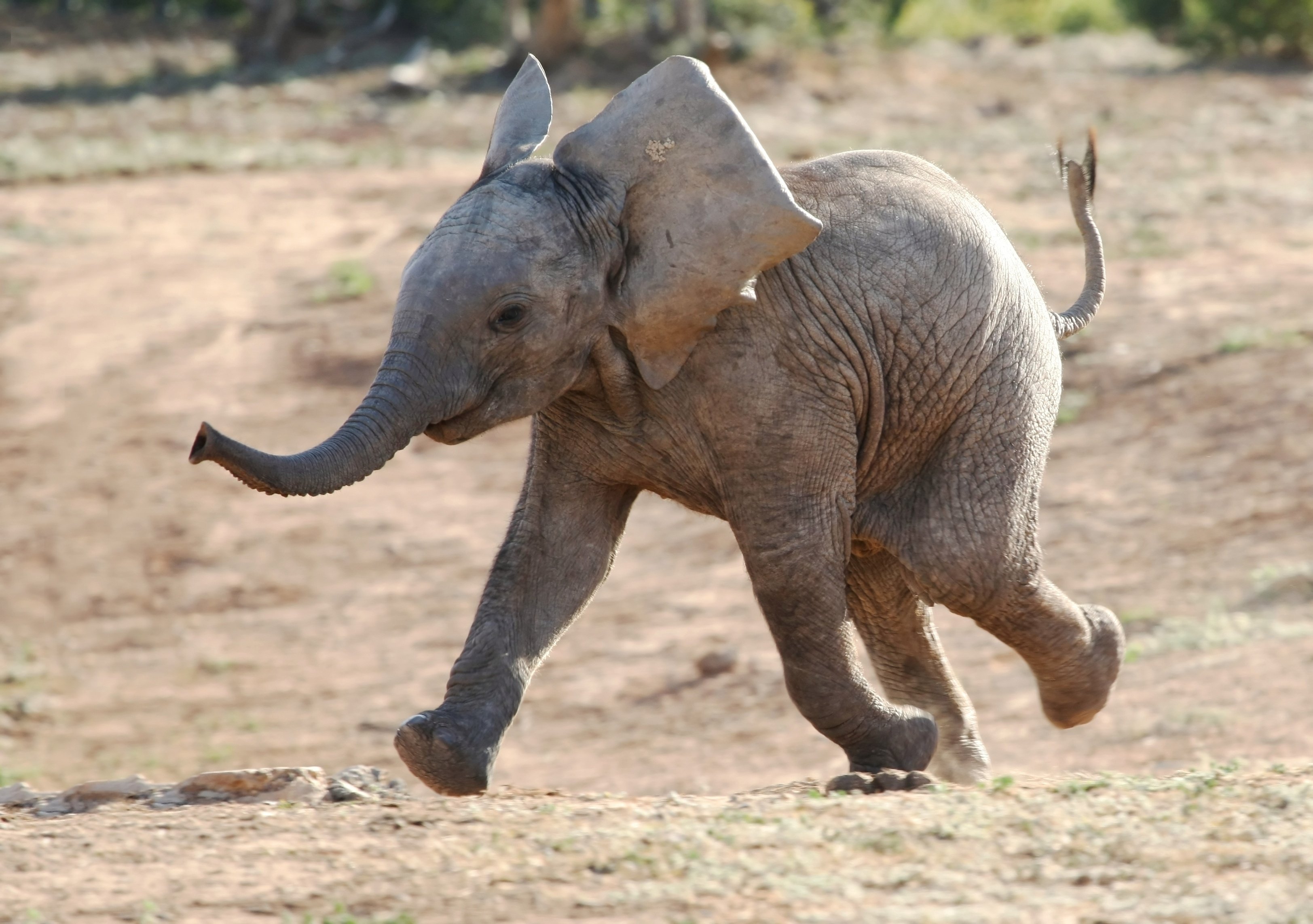 bigstock-Baby-Elephant-Running-8874406