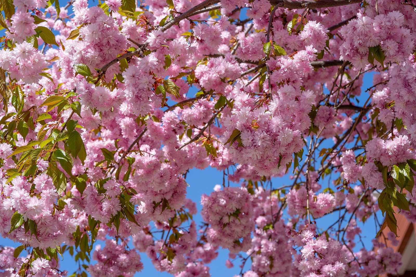 bigstock-Branches-Of-A-Cherry-Blossom-S-476995875