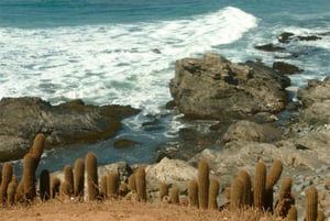 bigstock-Cactus-near-sea-29400251