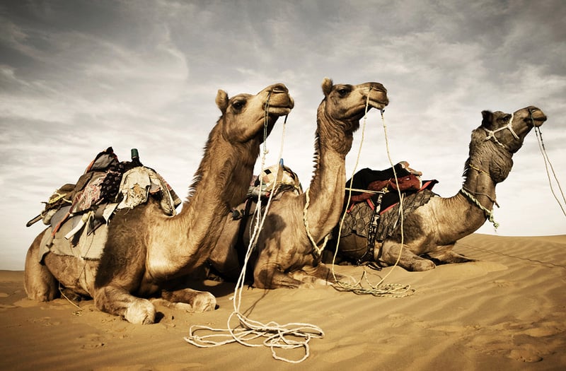 bigstock-Camels-resting-in-the-desert--212842915