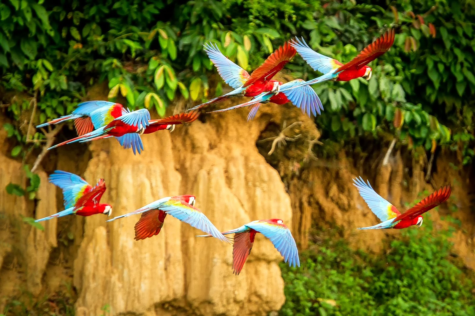 bigstock-Flock-Of-Red-Parrot-In-Flight--275596201 (1)