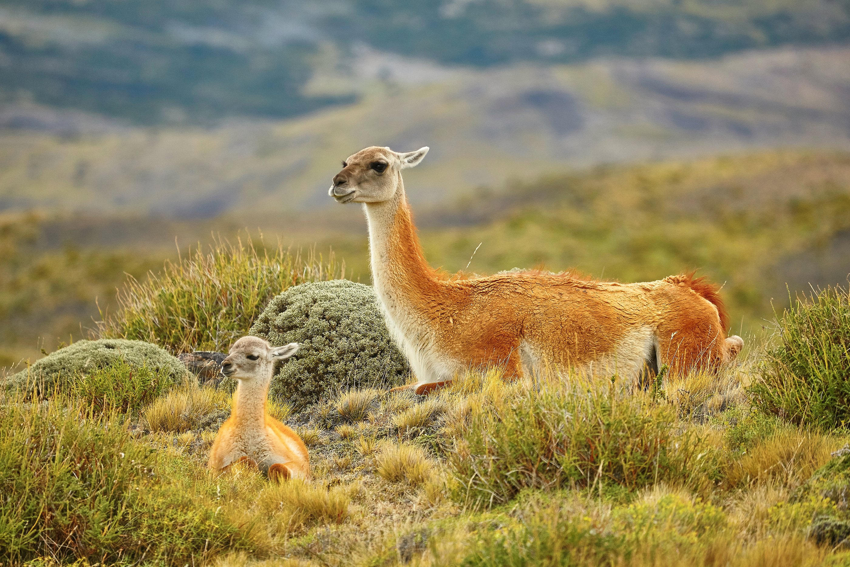 bigstock-Mother-Guanaco-With-Its-Baby-159491435