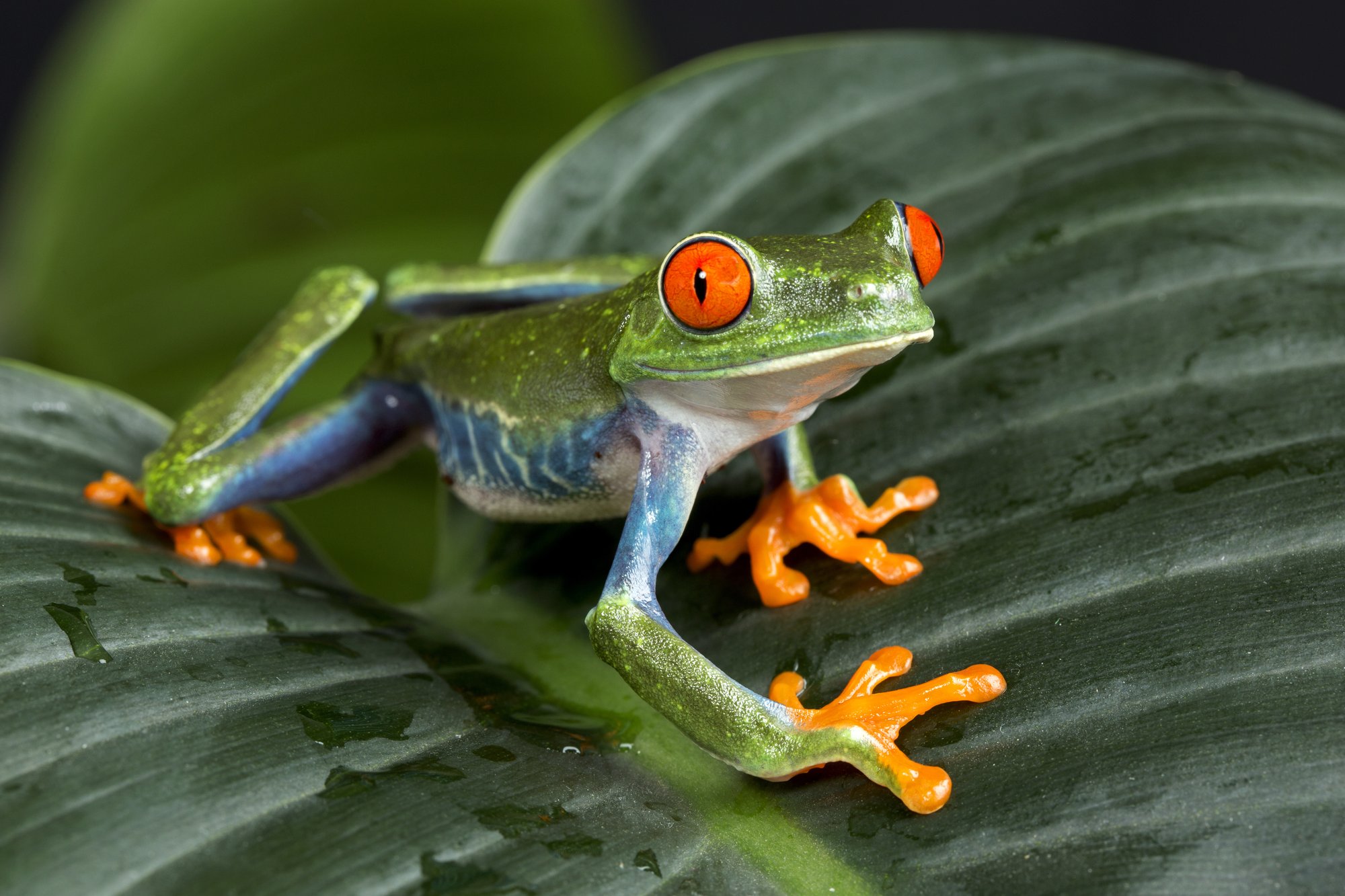 bigstock-Tree-Frog-on-Leaves-115994174