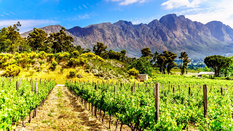 bigstock-Vineyards-Of-The-Cape-Wineland-231978310