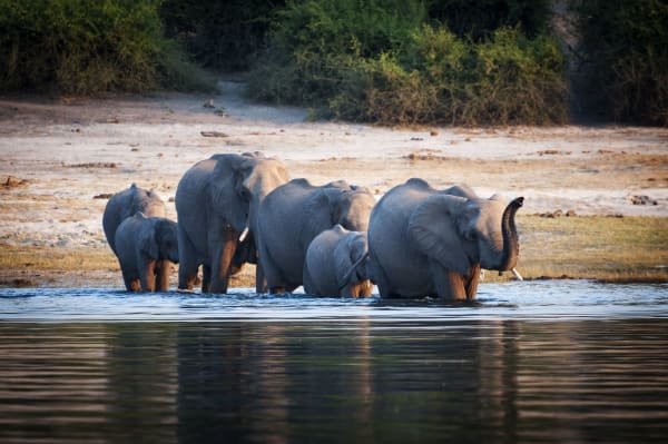 chobe-national-park-wildlife-elephant-19730