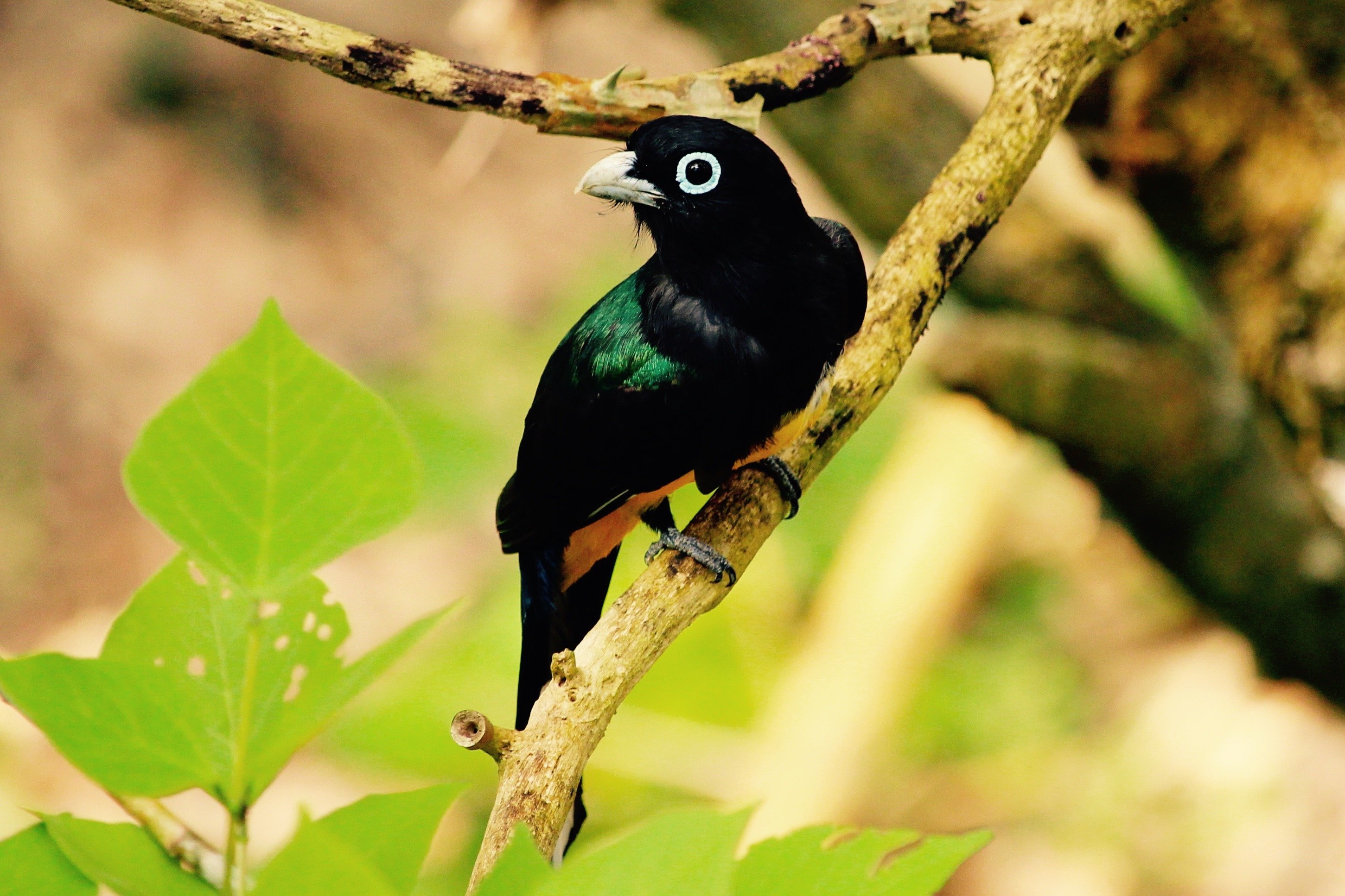 curious-trogon.jpg