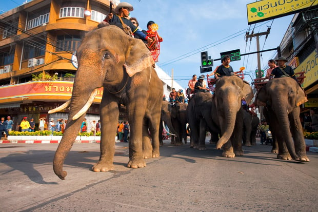 elephant-street-festival-surin-14054.jpg