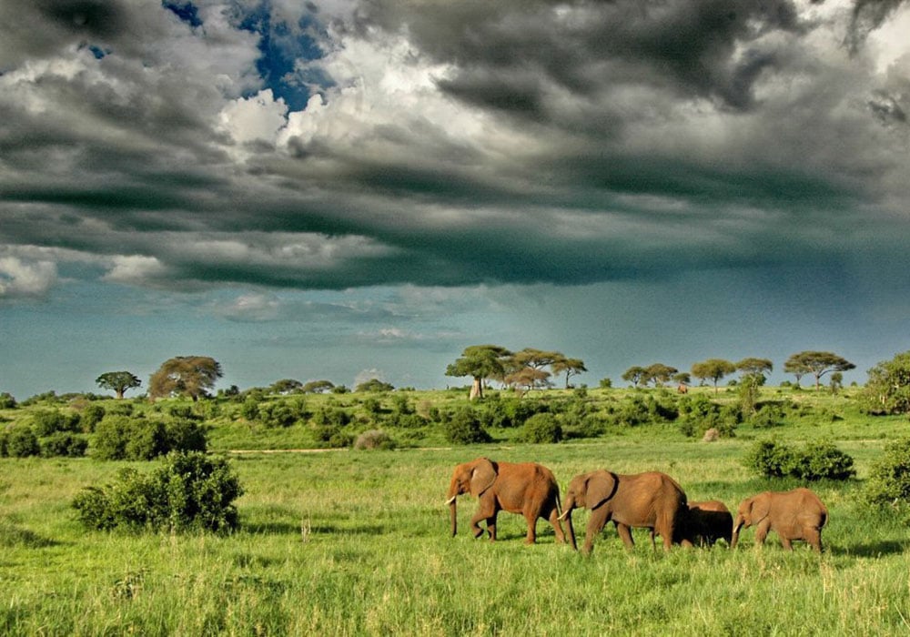 tanzania-elephants