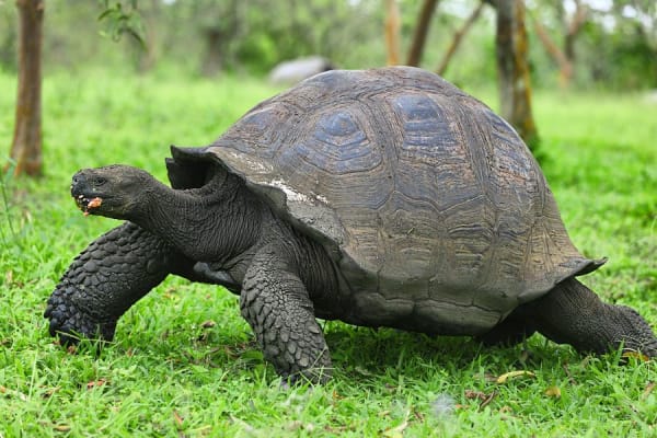 galapagos--giant-tortoise-santa-cruz-island-28114