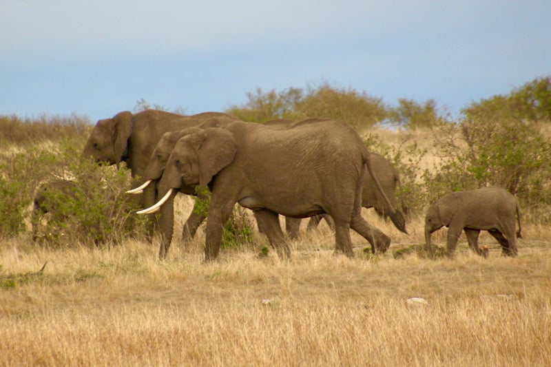 gbc-kcs-elephants-mep-maasaimara