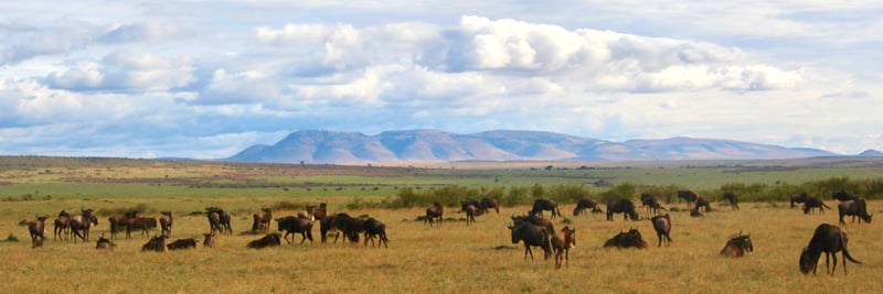 gbc-kcs-wildebeest-maasaimara