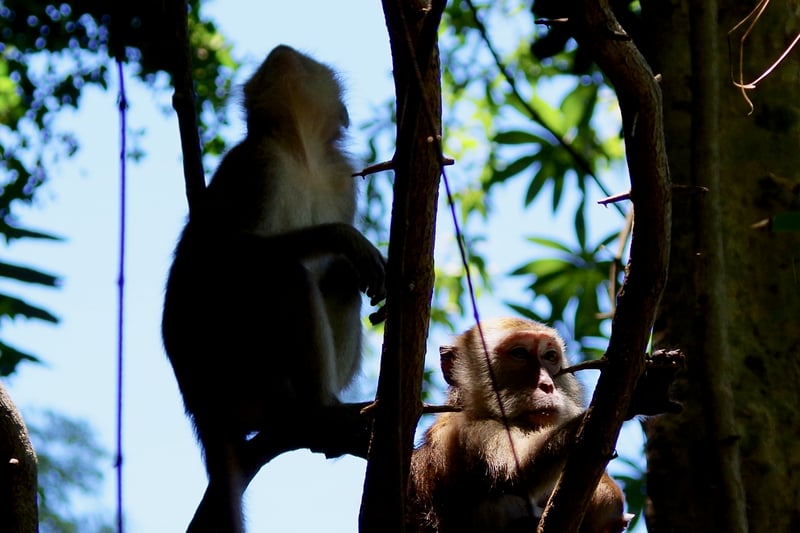 gbc-wildlife-macaques